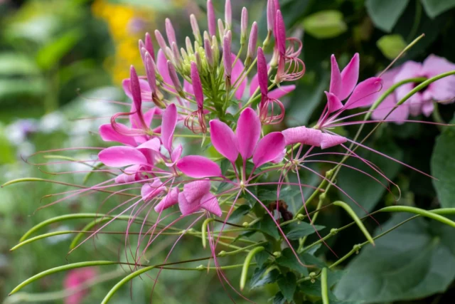 Cleome hassleriana