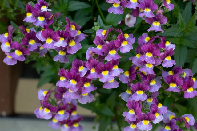 Fiori da balcone al sole: Nemesia strumosa