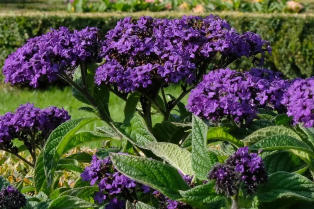 Fiori da balcone al sole: Heliotropium arborescens