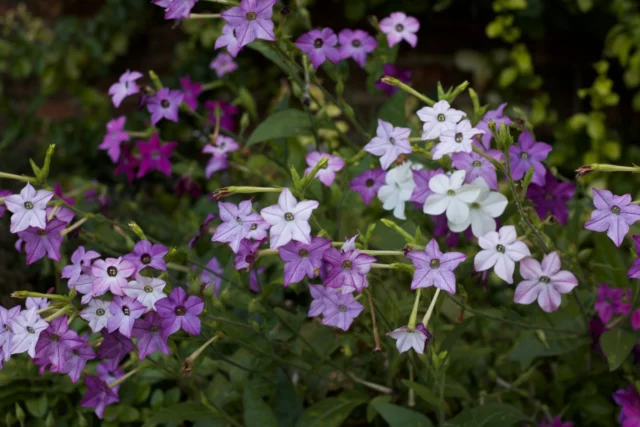 Nicotiana alata