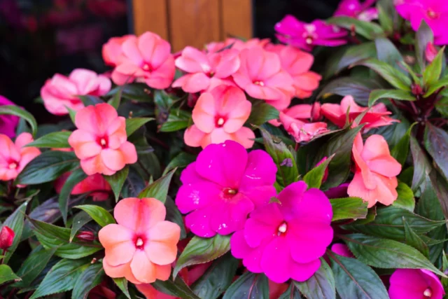  Impatiens hawkeri 'Nuova Guinea'