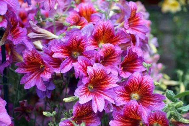 Fiori da balcone al sole: Salpiglossis sinuata