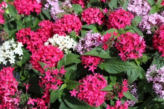 Fiori da balcone al sole: Pentas lanceolata