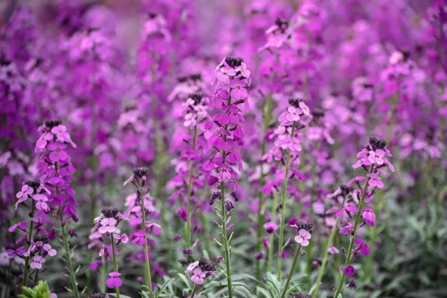 Fiori da balcone al sole: Erysimum x cheiri