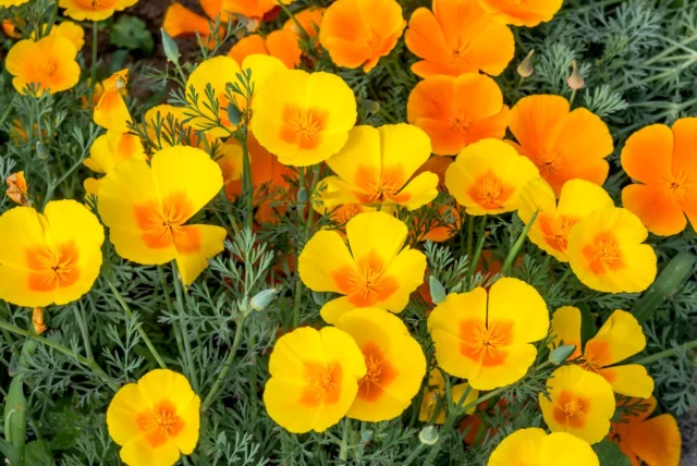 Fiori da balcone al sole: Eschscholzia californica