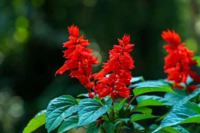 Fiori da balcone al sole: Salvia splendens