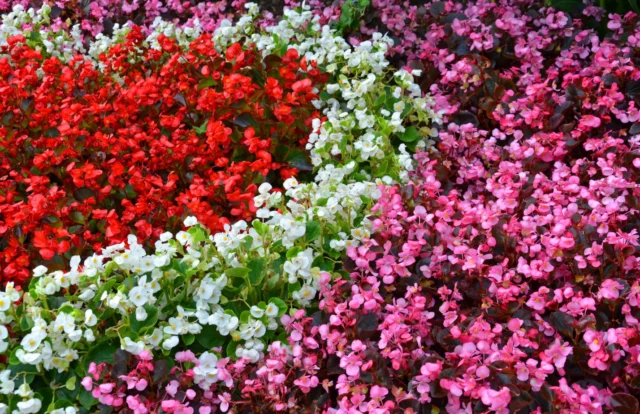 Fiori da balcone al sole: Begonia semperflorens