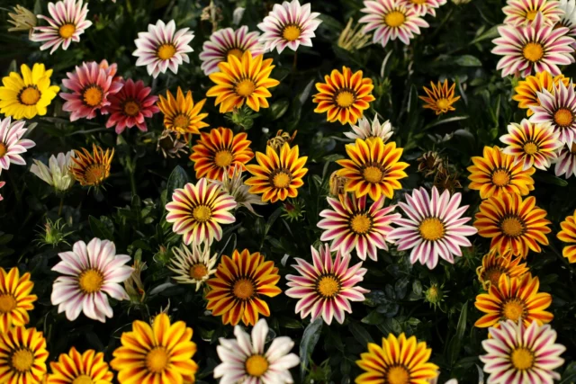 Fiori da balcone al sole: Gazania x hybrida