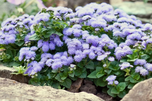 Fiori da balcone al sole: Ageratum houstonianum