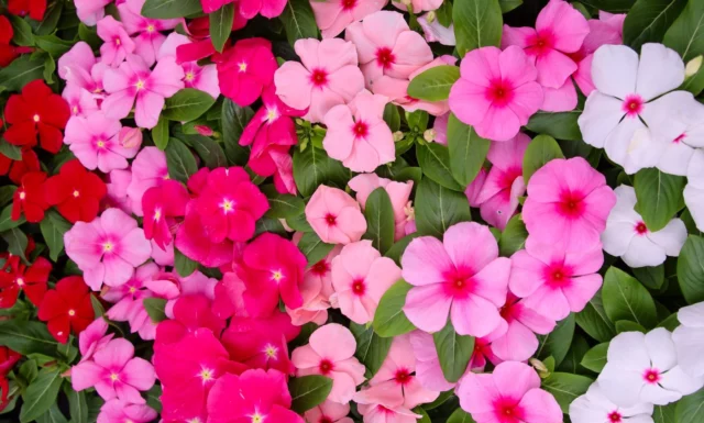 Catharanthus roseus