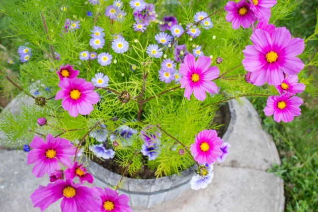 Fiori da balcone al sole: Cosmos bipinnatus