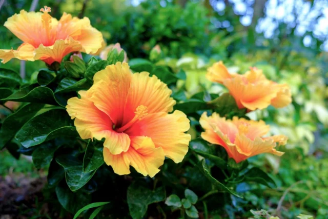 Fiori da balcone al sole: Hibiscus rosa-sinensis