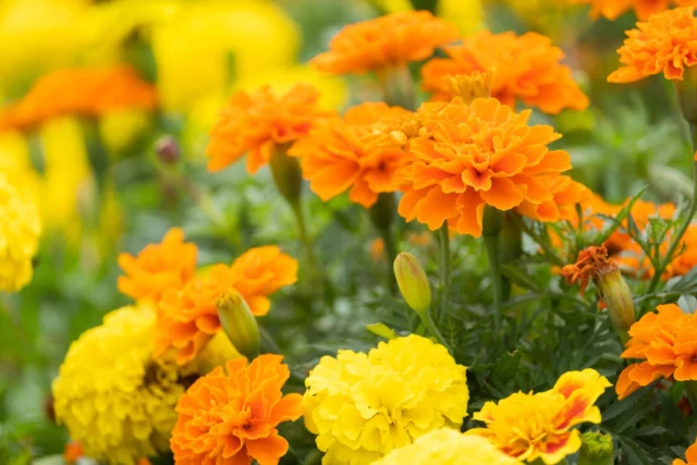 Fiori da balcone al sole: Tagetes