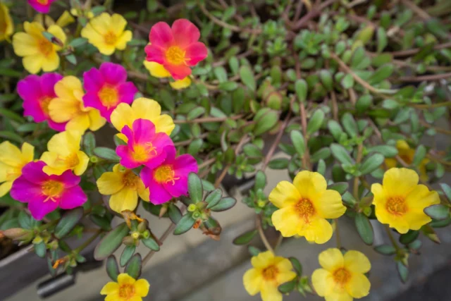 Fiori da balcone al sole: Portulaca grandiflora