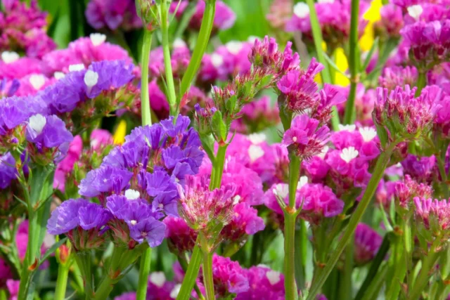 Limonium sinuatum