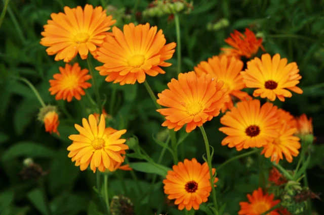 Fiori da balcone al sole: Calendula officinalis