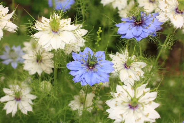 Nigella damascena