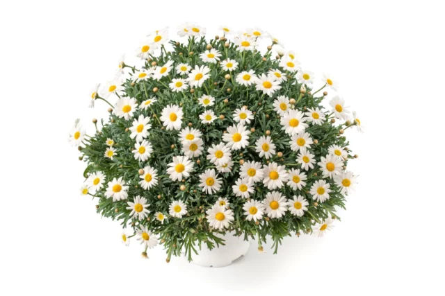 Fiori da balcone al sole: Argyranthemum frutescens