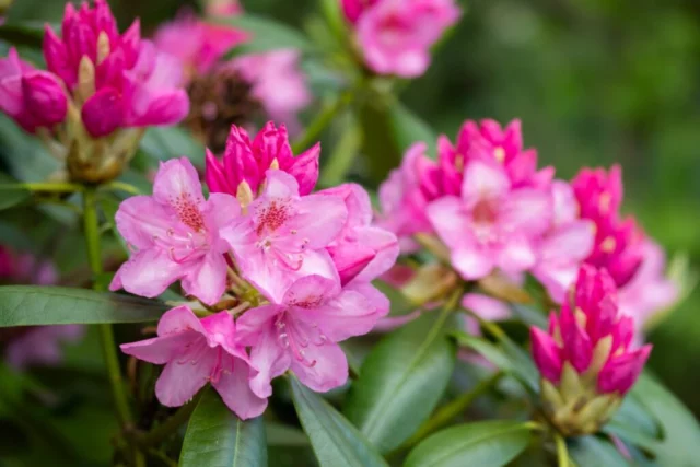 Un'altra fioritura di rododendro