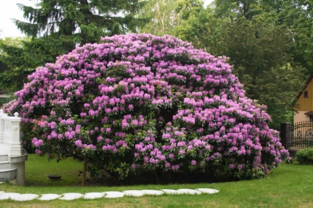 dimensioni di un rododendro