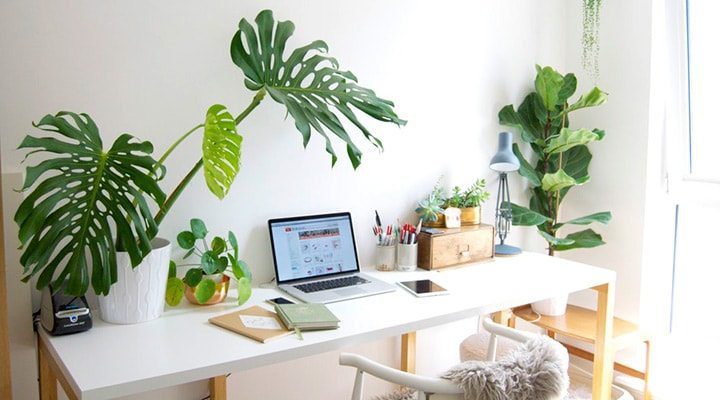 Aria pulita tutti i giorni: prenditi cura delle piante da ufficio -  VilleGiardini