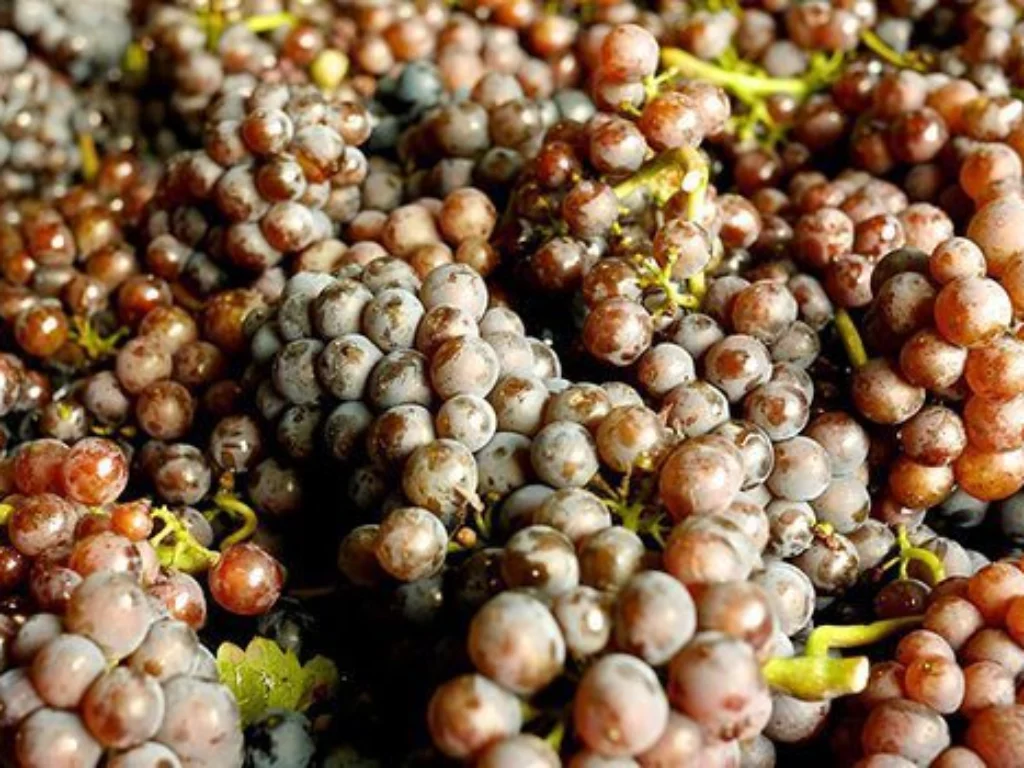 uve di Pinot Bianco