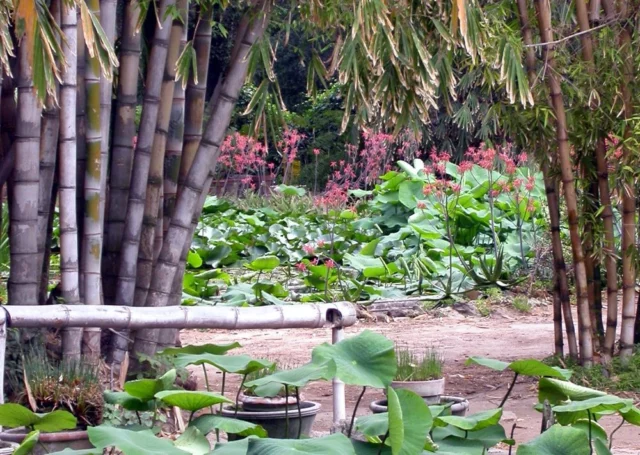 Orto Botanico di Palermo