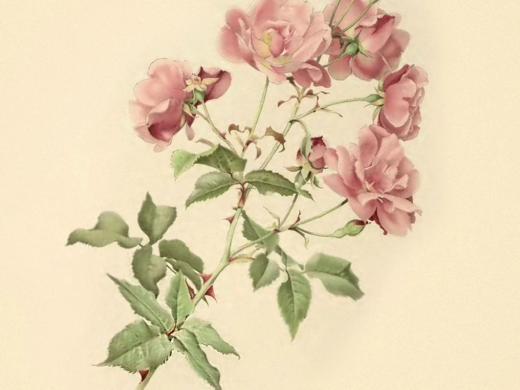 Rose di Ellen Willmott