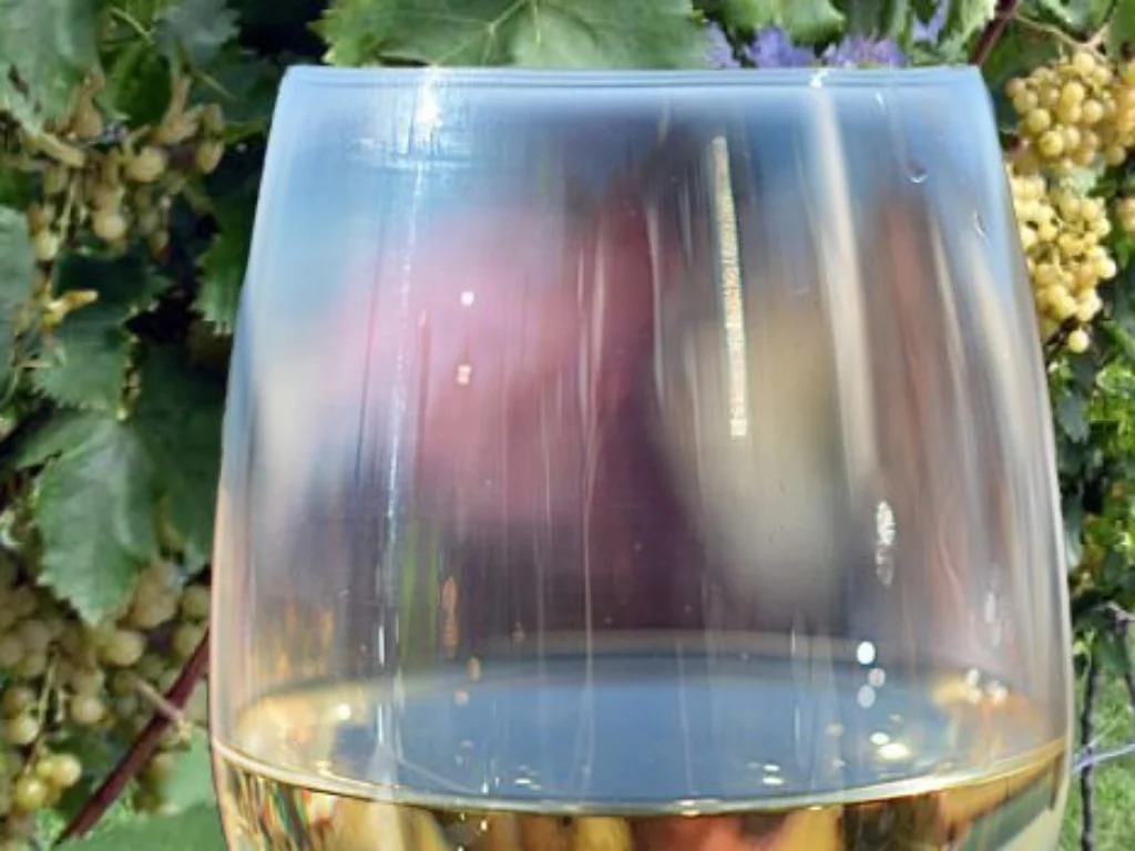 assaggio vino e viti di Nosiola