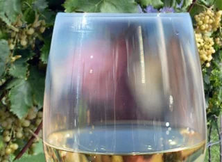 assaggio vino e viti di Nosiola