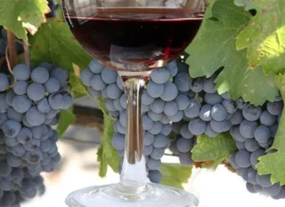 vitigno e uva Malbech con vino