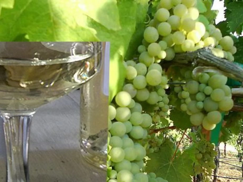 grappoli di Viognier e assaggio del vino