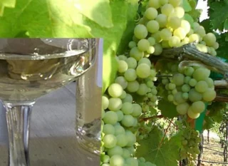 grappoli di Viognier e assaggio del vino
