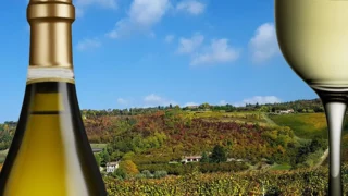Monferrato (terra d'elezione del Cortese) e degustazione del vino