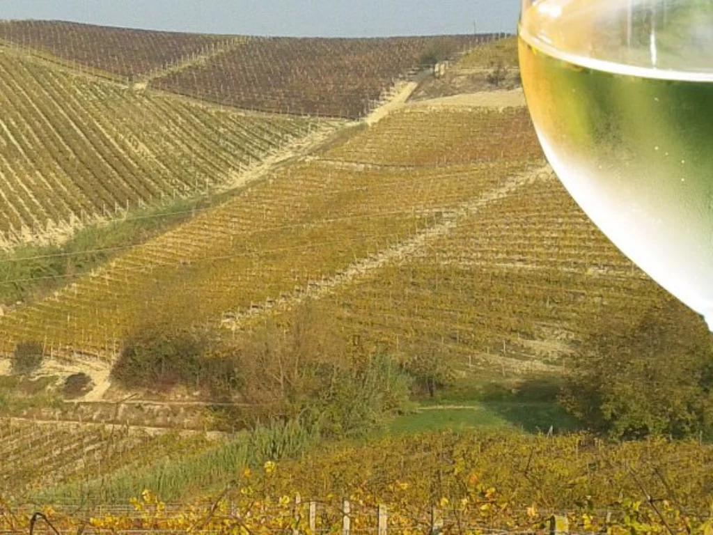 Piemonte, territorio del vino Favorita DOC