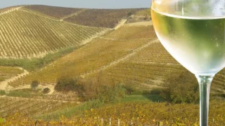 Piemonte, territorio del vino Favorita DOC