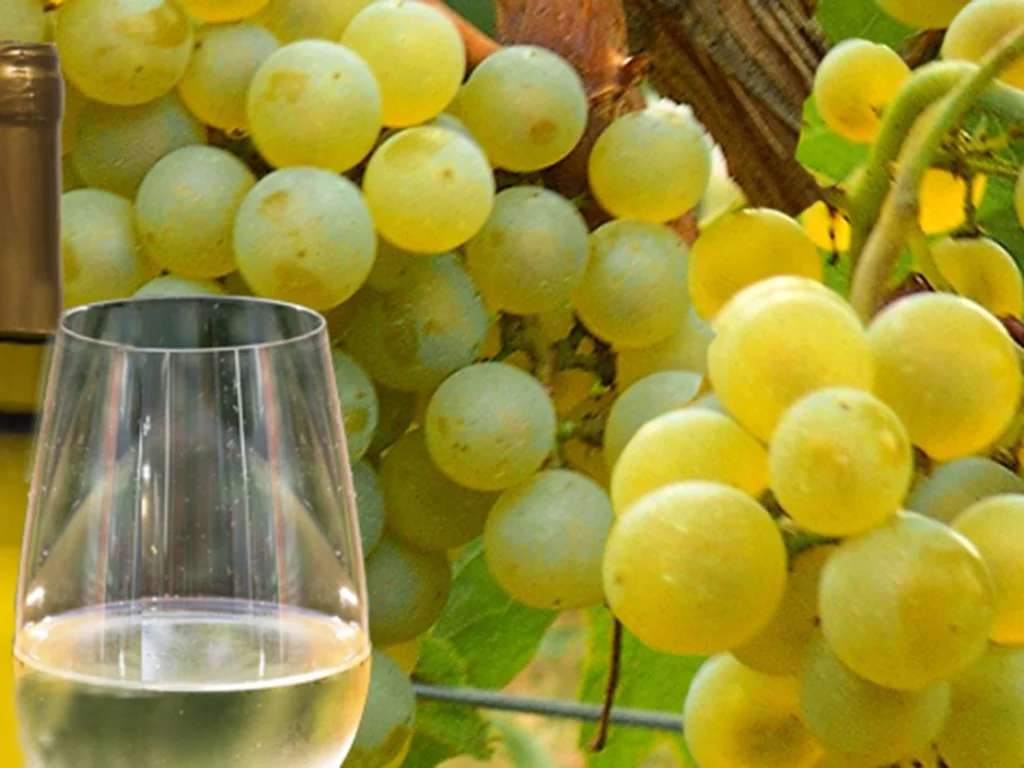grappolo di Grillo e degustazione del vino
