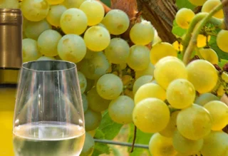 grappolo di Grillo e degustazione del vino