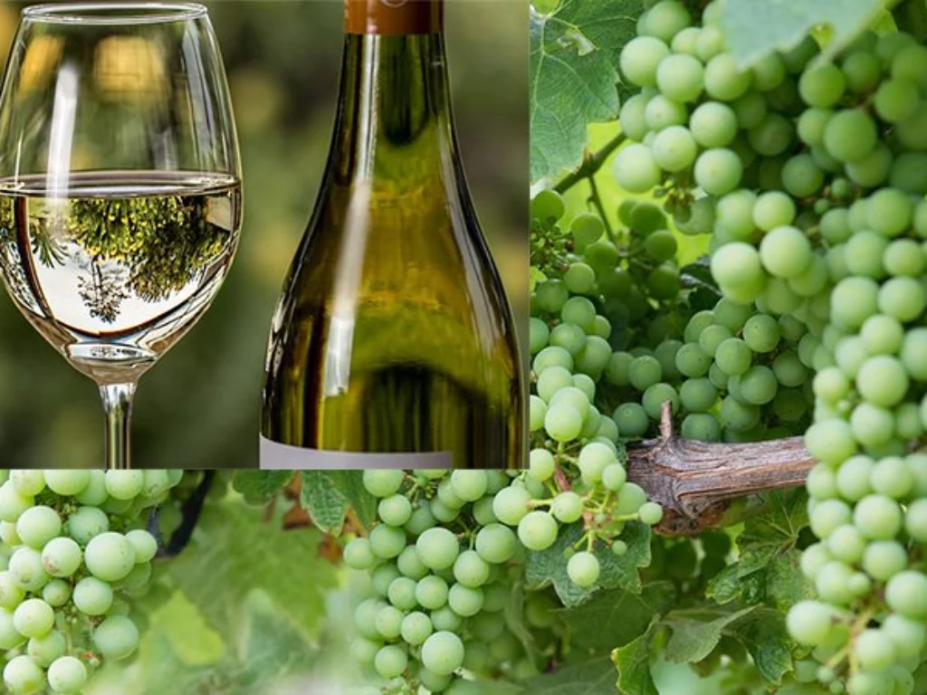 assaggio di Chardonnay DOC e vitigni