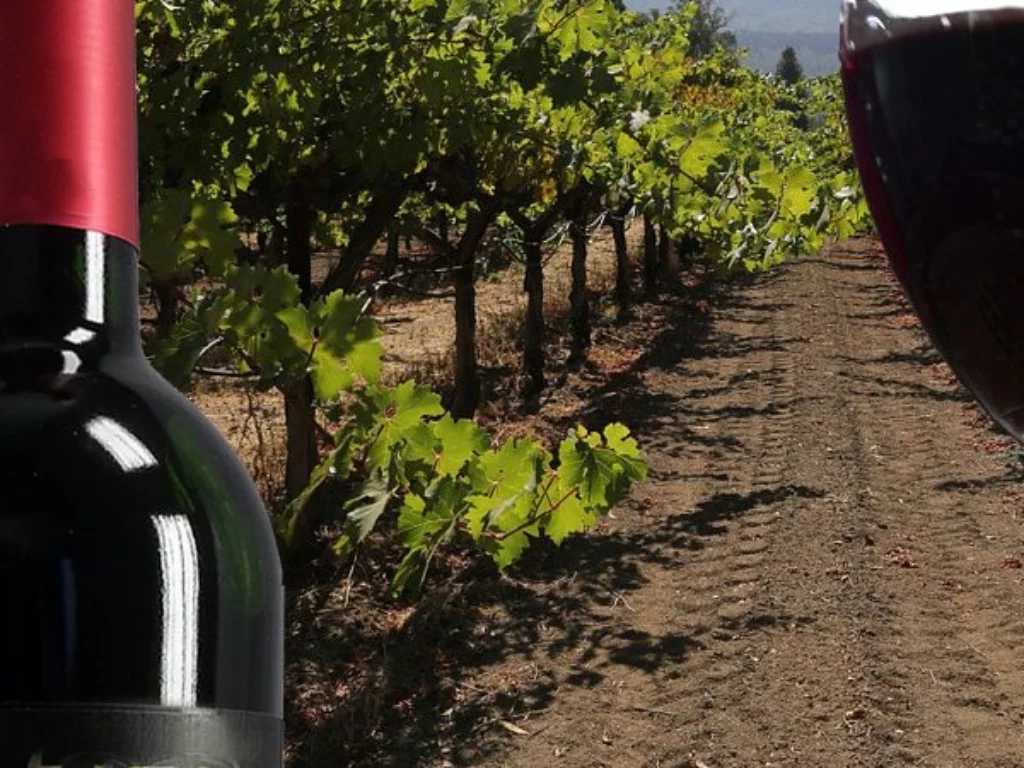 assaggio del vino Cabernais Sauvignon DOC e vitigni