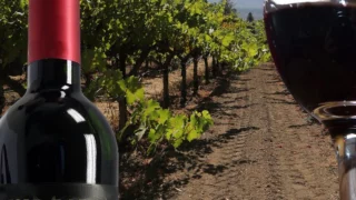 assaggio del vino Cabernais Sauvignon DOC e vitigni