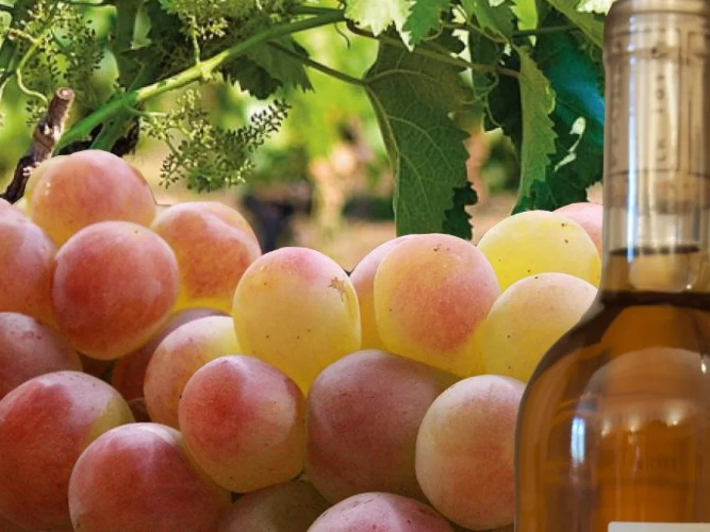 bottiglia di Zibibbo DOC, uve e vitigno