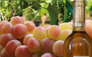 bottiglia di Zibibbo DOC, uve e vitigno