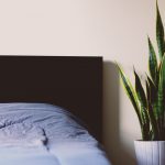 Il sonno è migliore con una pianta in camera da letto (Ph. by Mark Solarski)