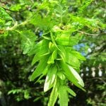 Un ramo e foglie di Carpino