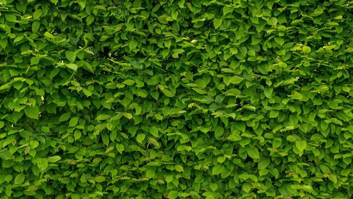 Un pattern decorativo per il pergolato con foglie di Carpino