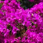 Una siepe di Bougainvillea dai fiori viola