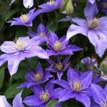 La varietà viola di fiori di Clematide