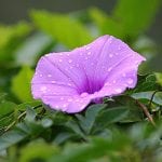un fiore di Ipomea (campanella)