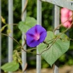 la natura rampicante del fiore di Ipomea (campanella)